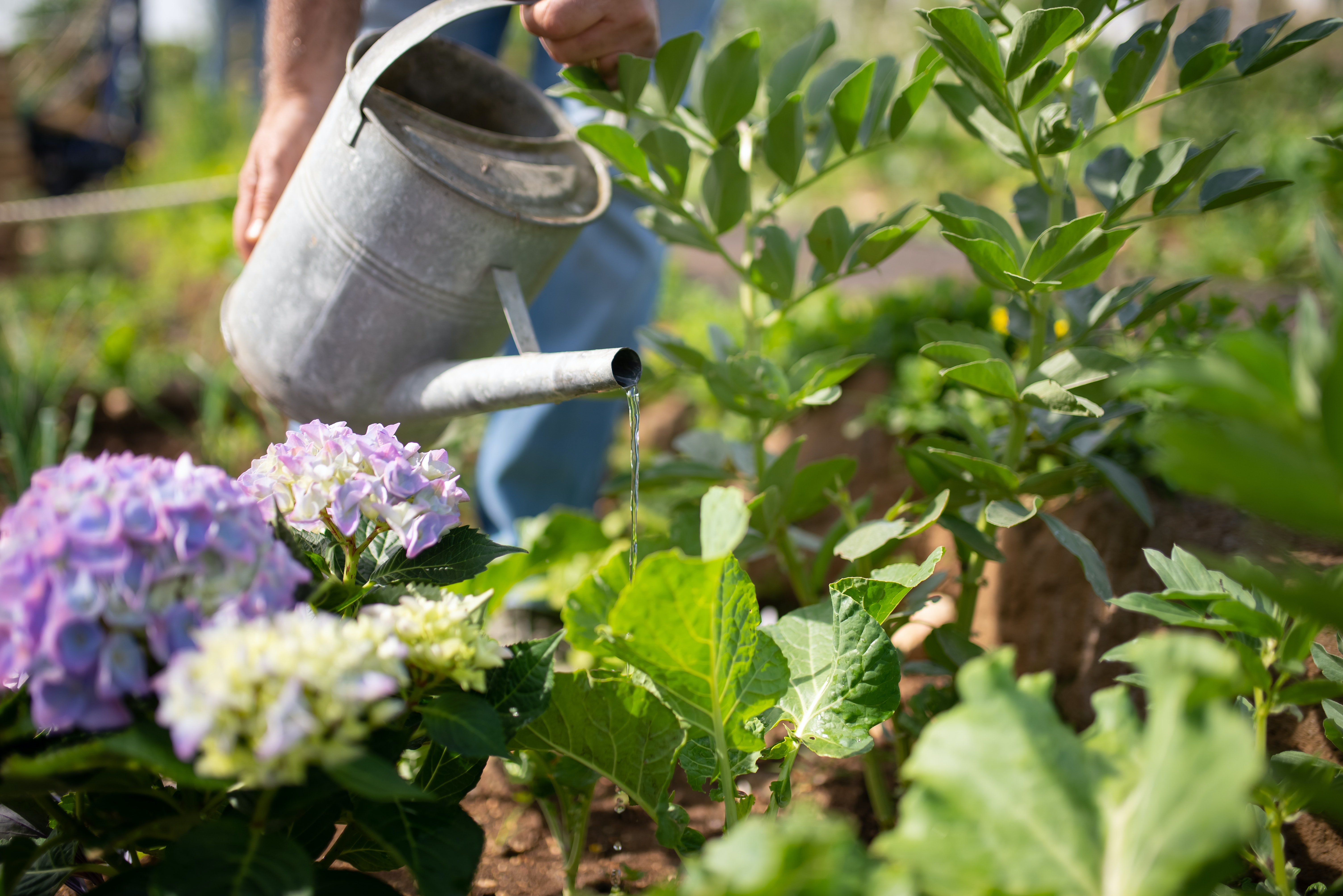 foto Ziet jouw tuin af van de droogte?
