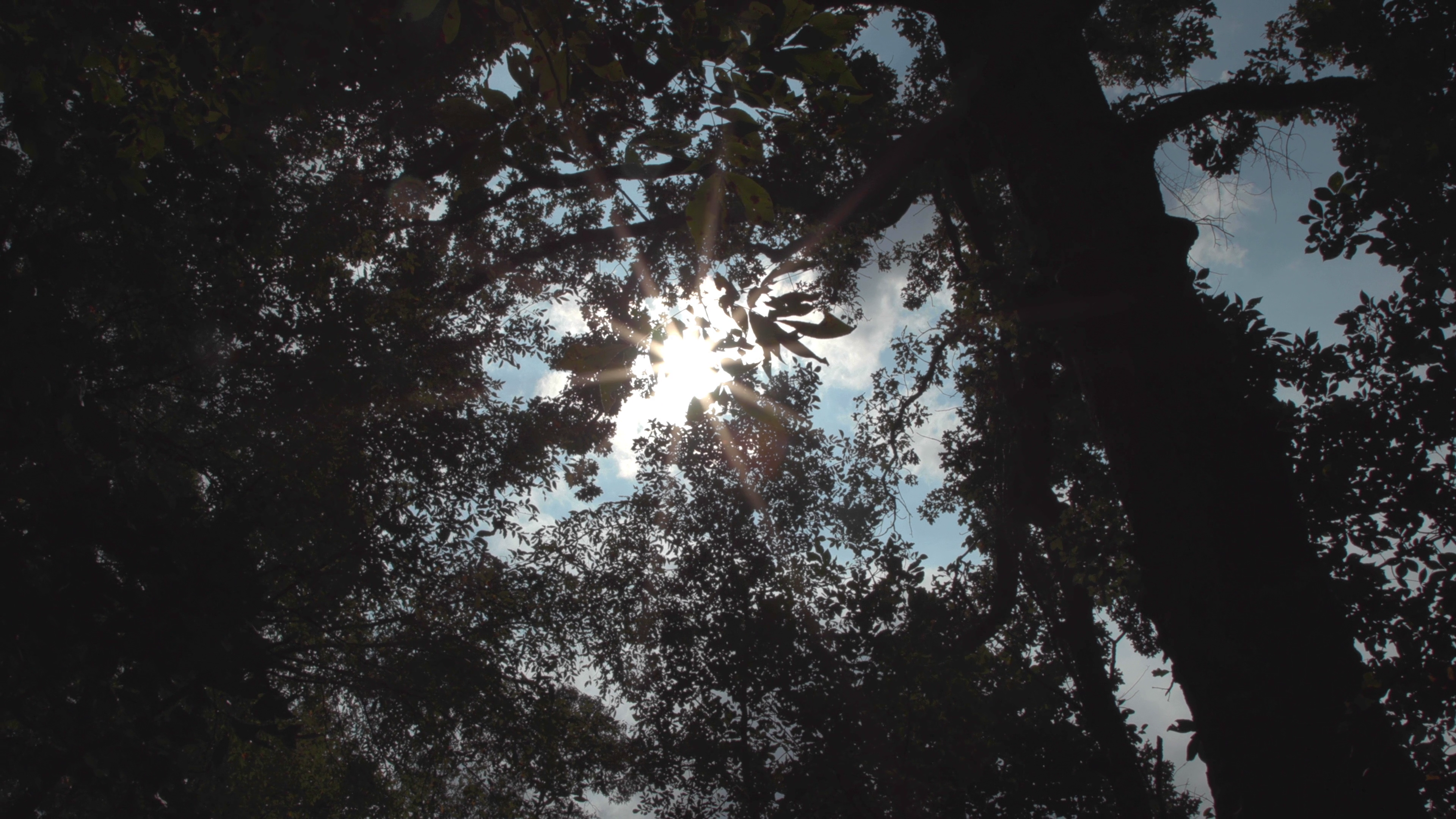 zon komt door de bomen piepen