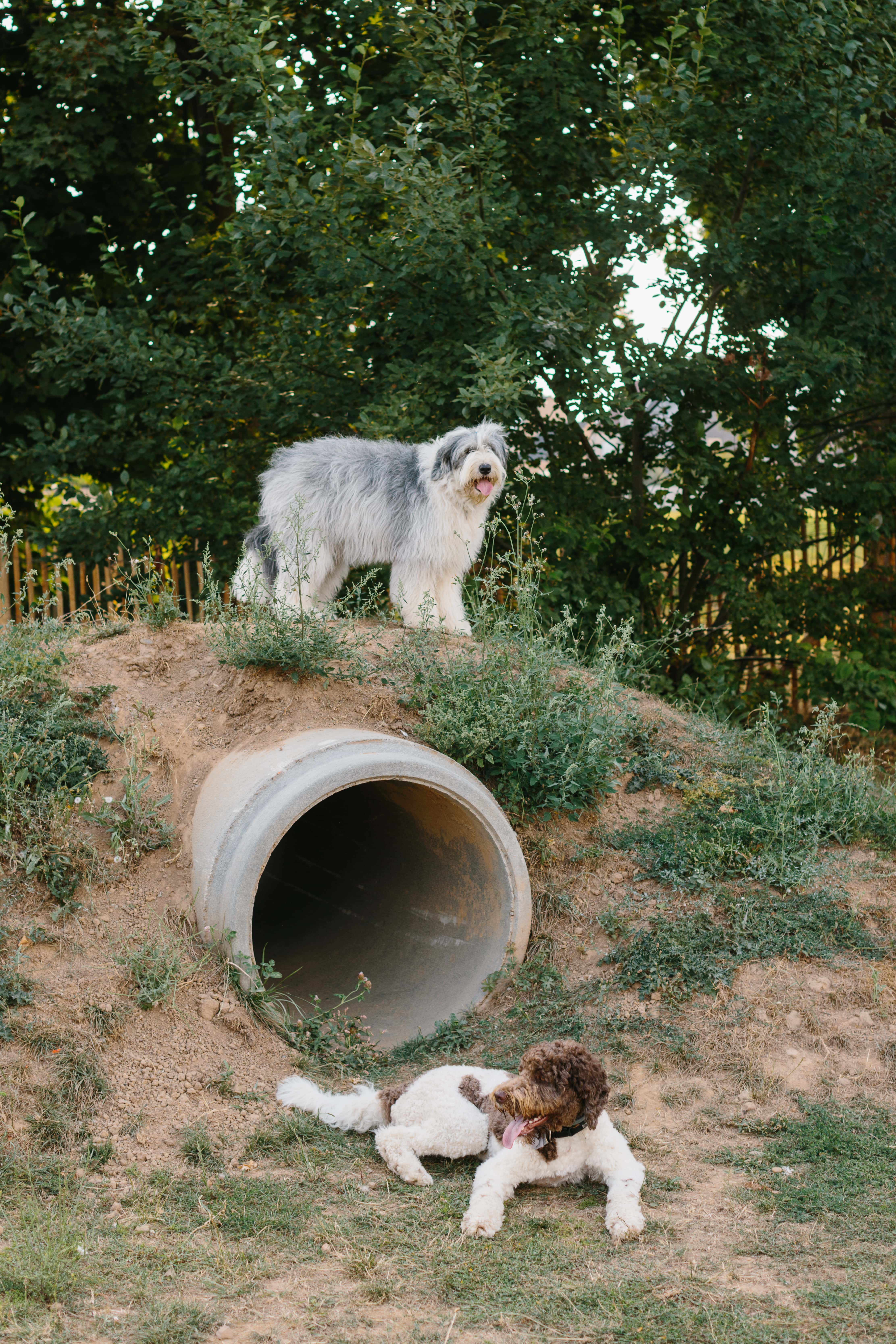 Tashi & Donyo (c) Kevin Faignaert