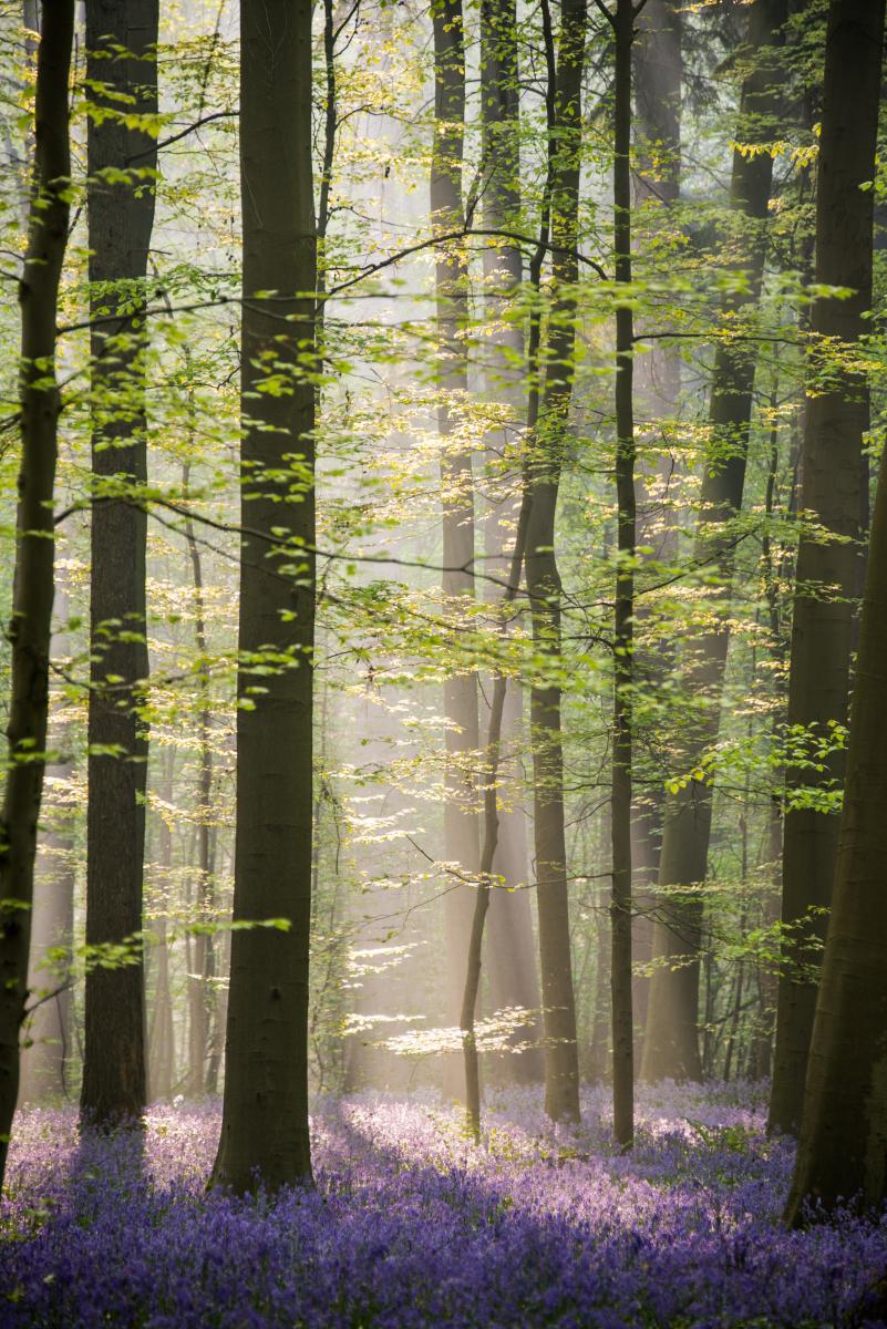 Zonsopgang in het Hallerbos
