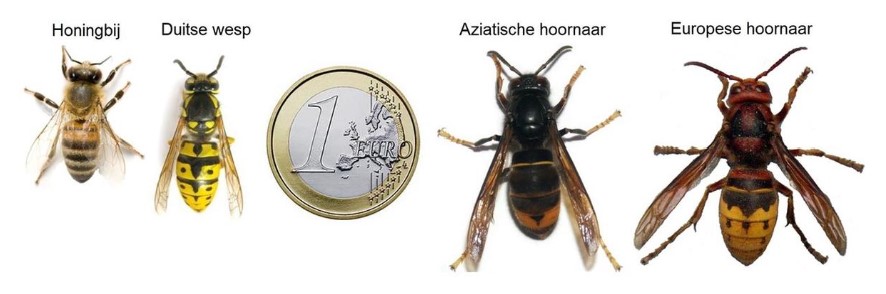 Hoornaar en bijen herkennen