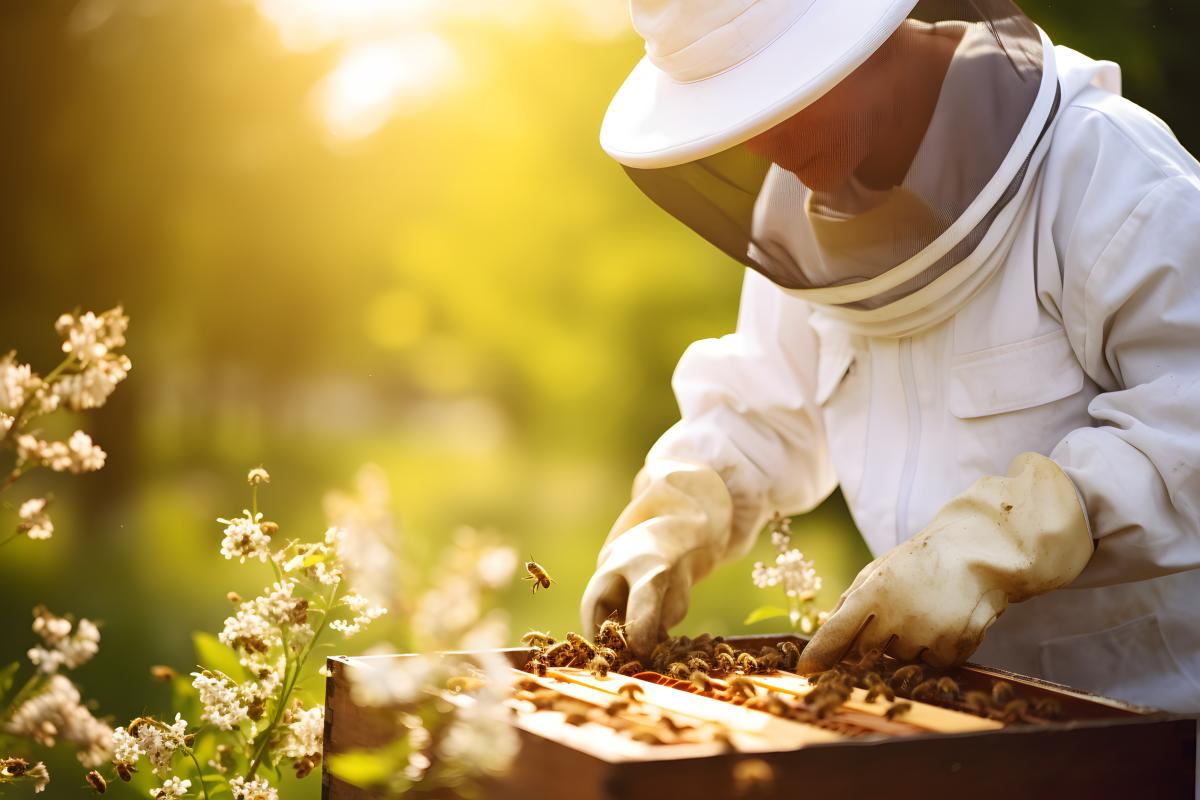 Een imker inspecteert de bijenkast 