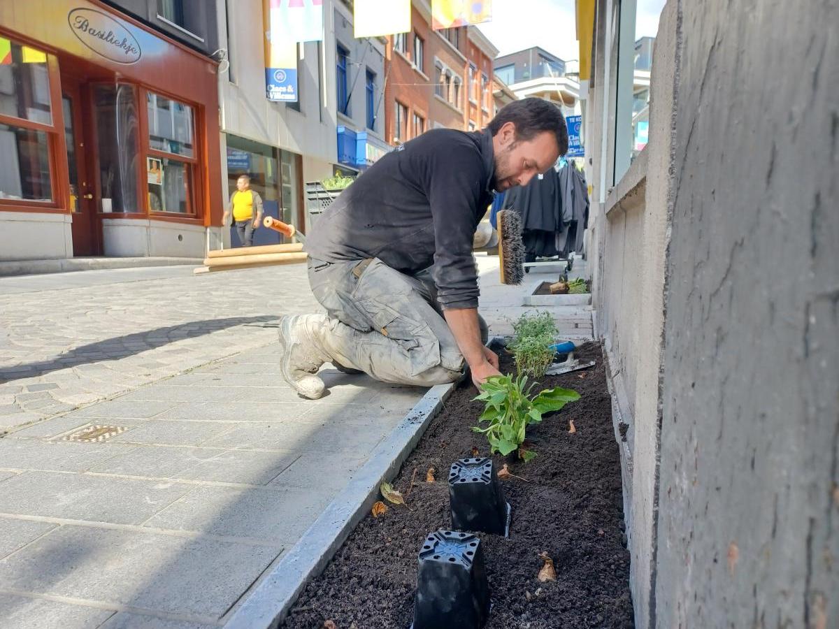 Aanplanting geveltuintjes Basiliekstraat