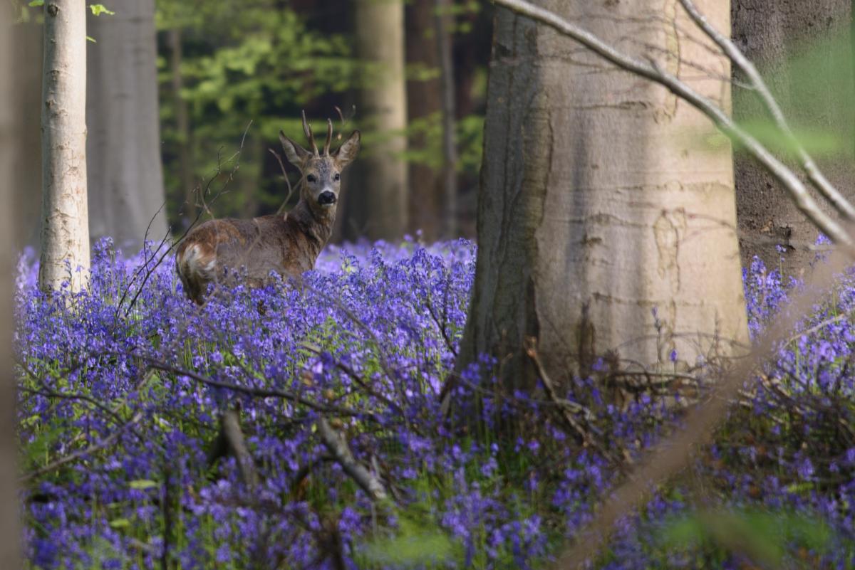 hallerbos Pierre Kestemont