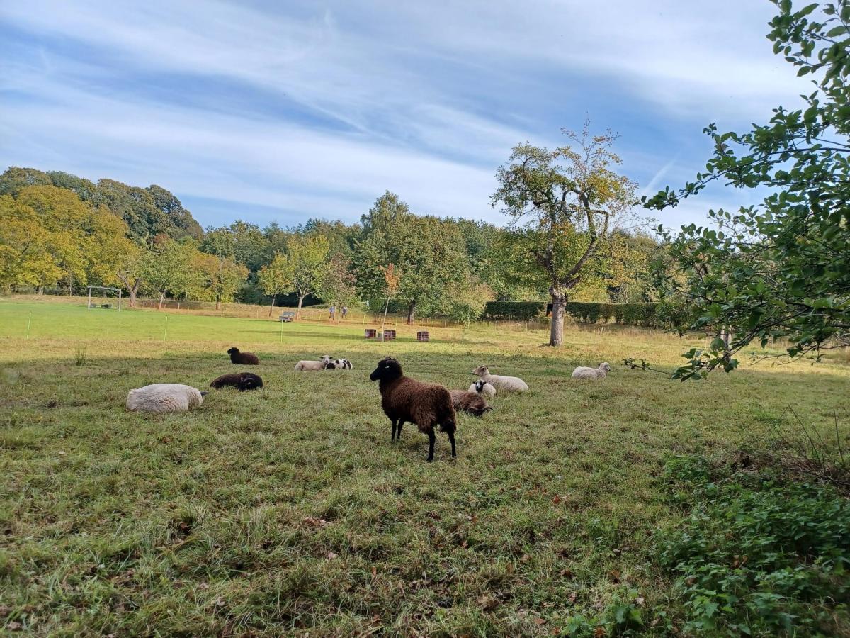 schapen Warandepark