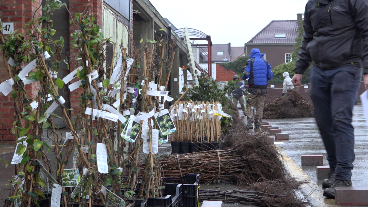 Planten haagplantactie