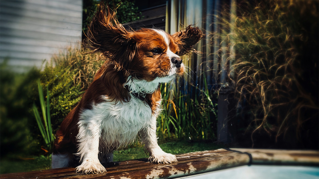 Hondje aan het water