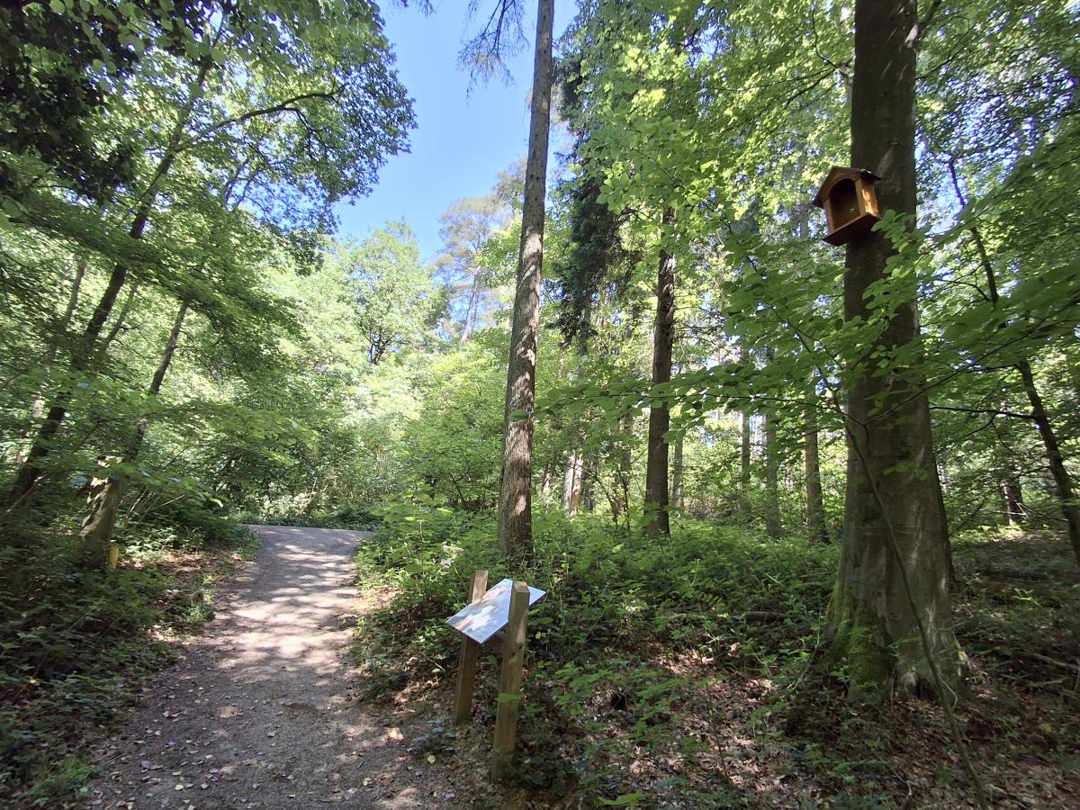Sint-Waltrudiskapel in het Hallerbos