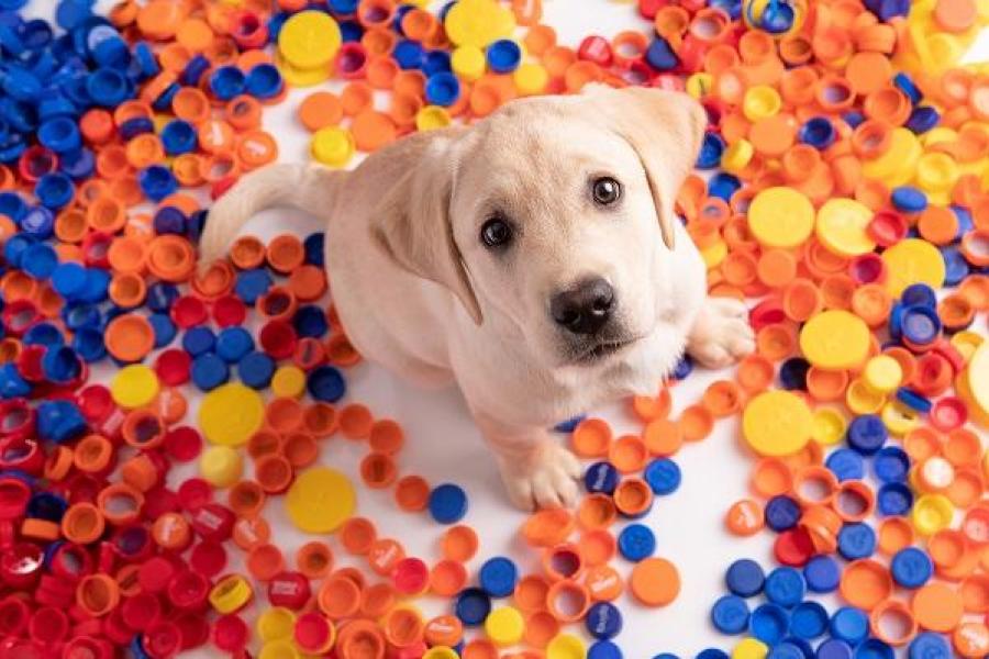 Een beige labrador met een verzameling plastic dopjes rond hem
