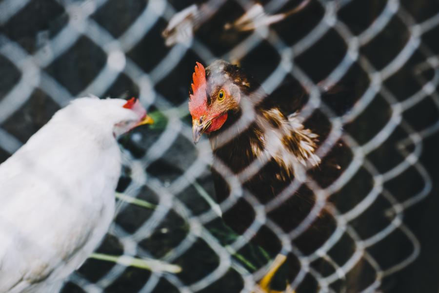 kippen in een hok