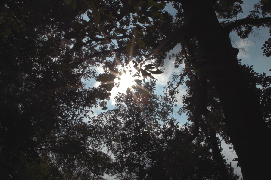 zon komt door de bomen piepen
