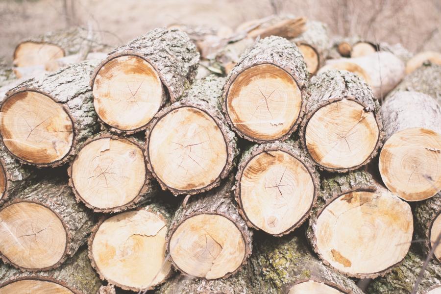 stammen gehakte bomen