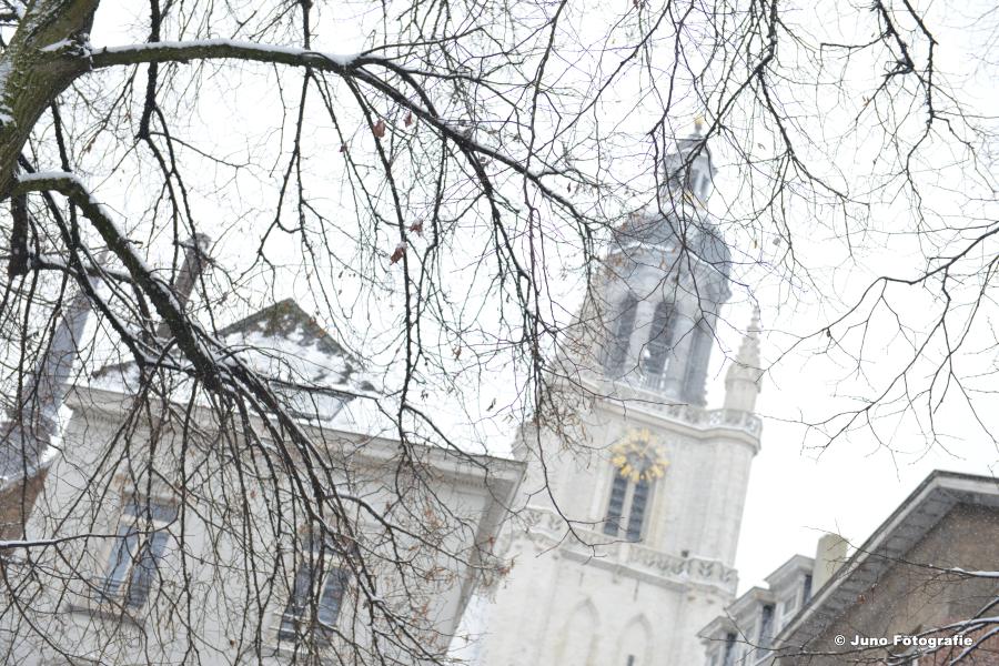 Basiliek in de sneeuw