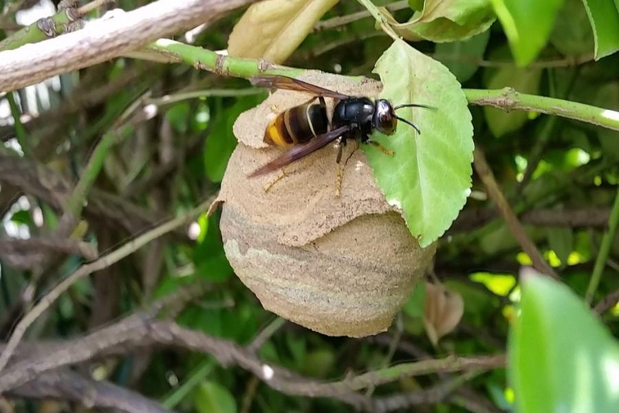 Aziatische hoornaar op nest