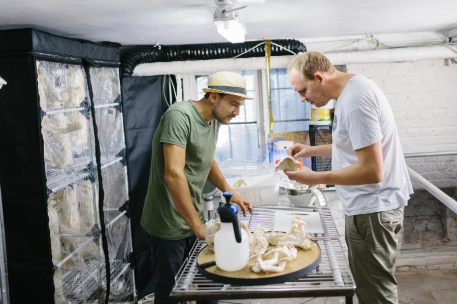 Broed (c) Kevin Faingaert