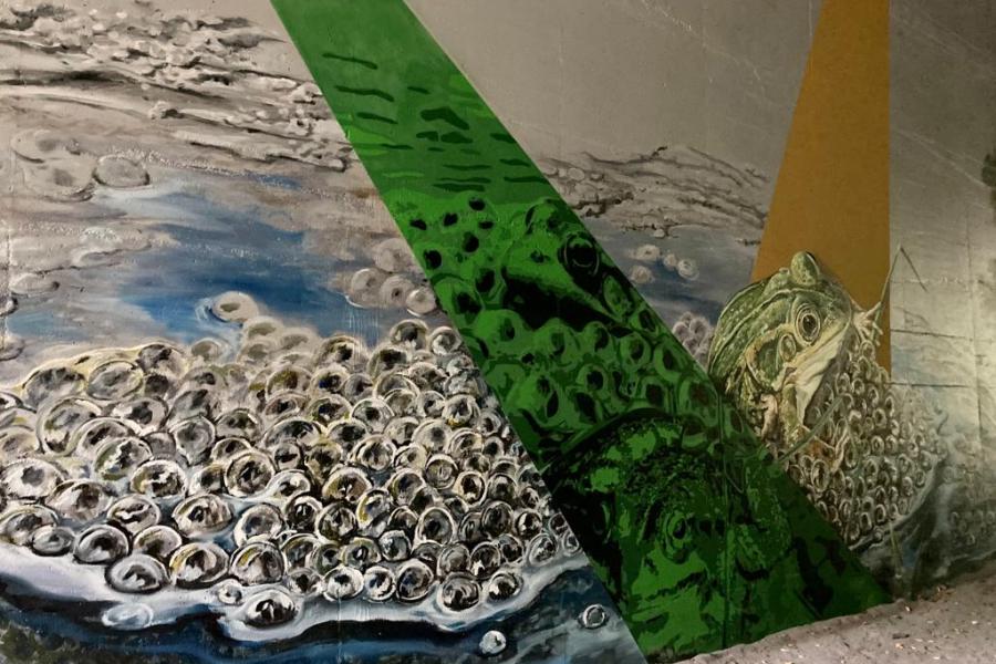 Viva Pintura en MASSI toverden de grijze muren van de ecotunnel aan de Pijpaenshoek om tot een mooi kunstwerk.