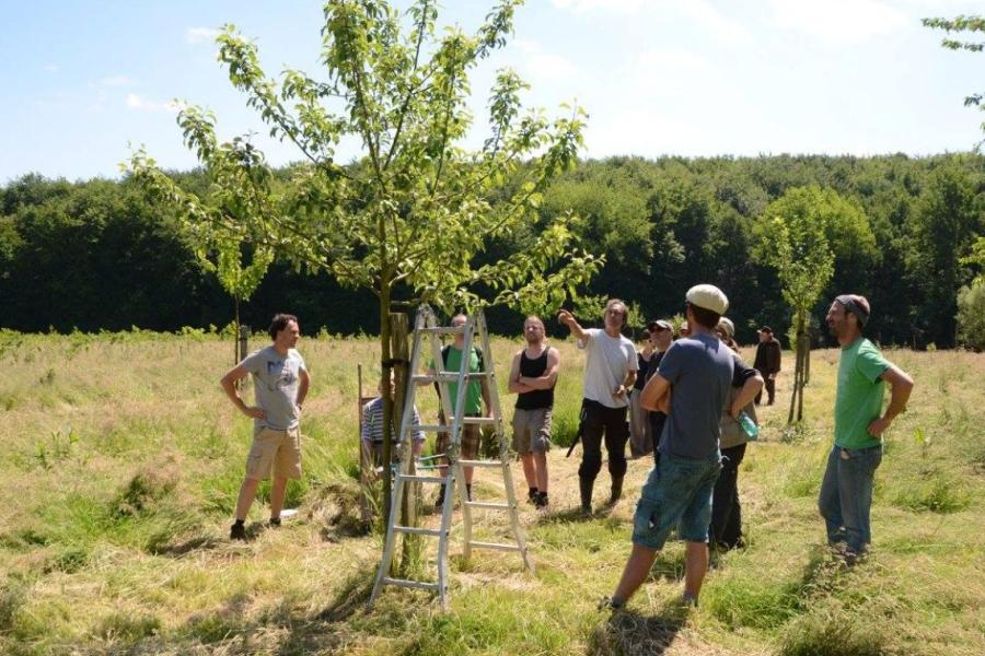 foto van mensen in een boomgaard