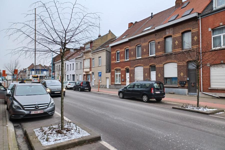Lindebomen op de Bergensesteenweg