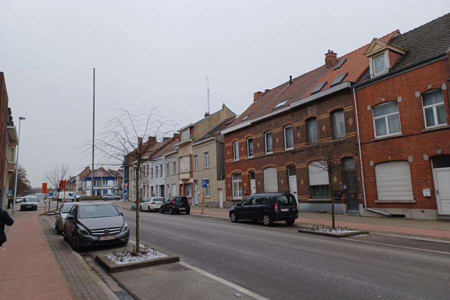 Lindebomen op de Bergensesteenweg