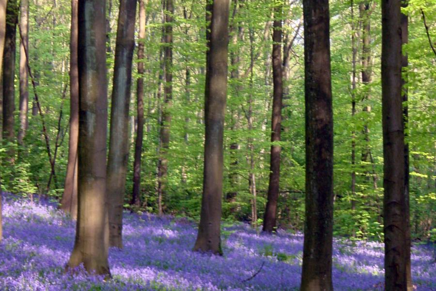 hallerbos