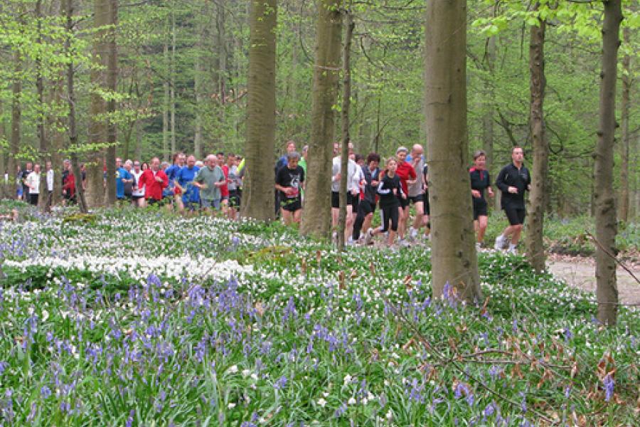 lopers in het Hallerbos