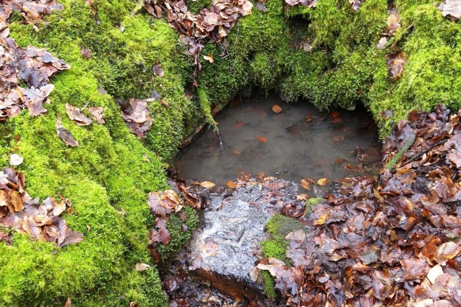 Bron_foto_Plan_Boommarter