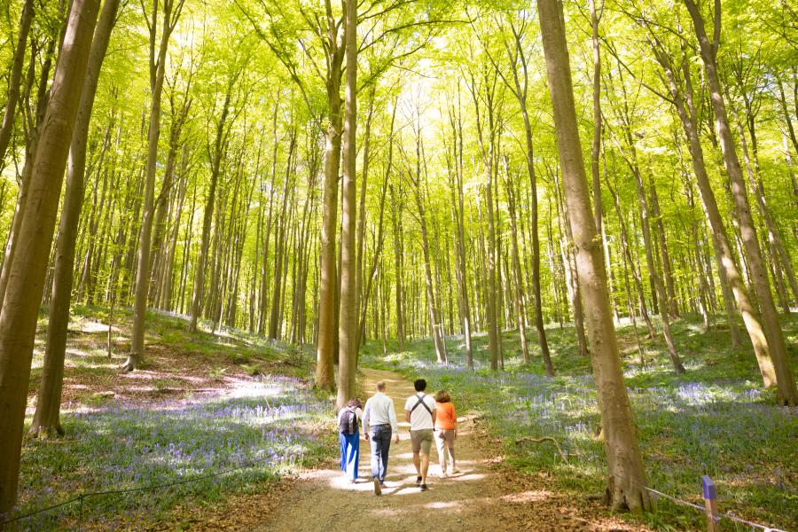 Toeristen in het Hallerbos (c)Layla Aerts