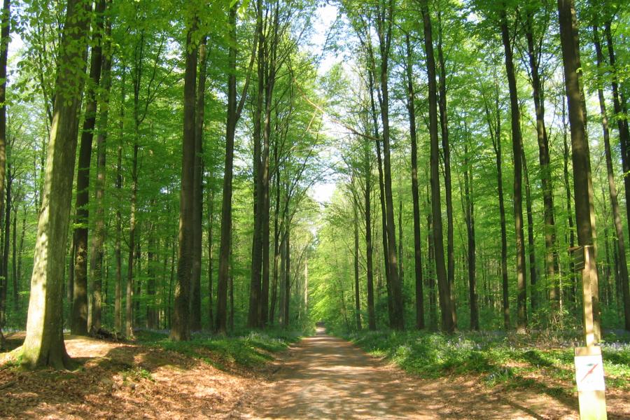 Hallerbos