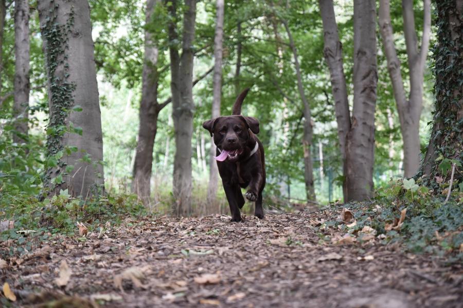 hond (c) Lynn Bruyeer