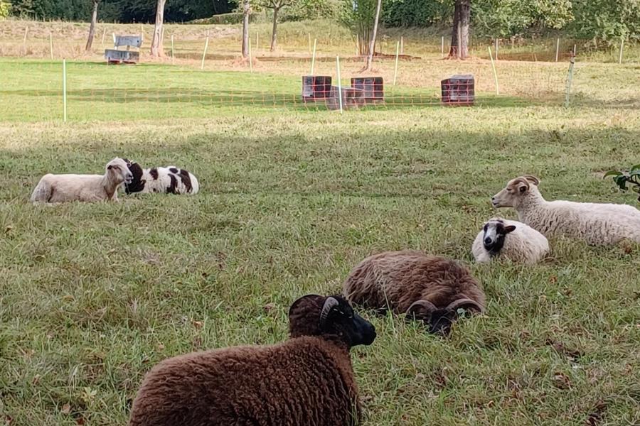 schapen Warandepark