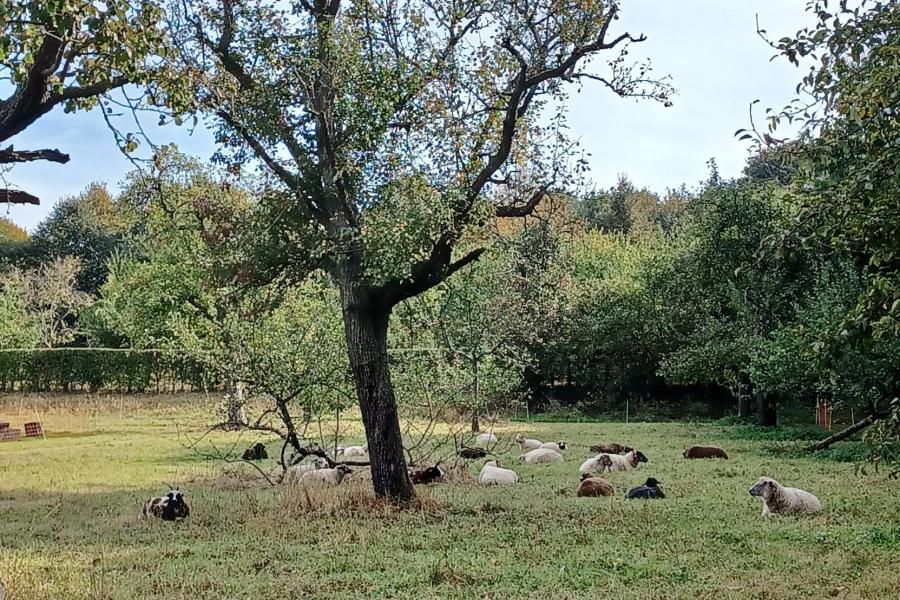 schapen Warandepark