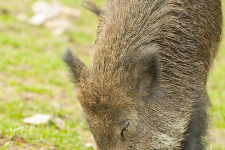 everzwijn (c)Freepik