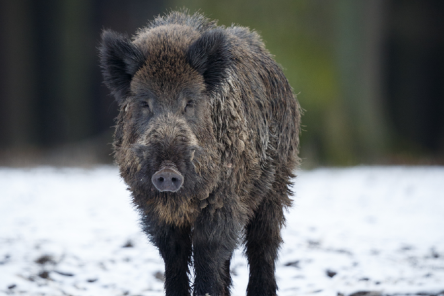 everzwijn (c) Freepik