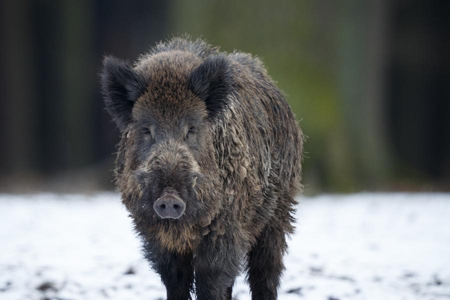 everzwijn (c)Freepik