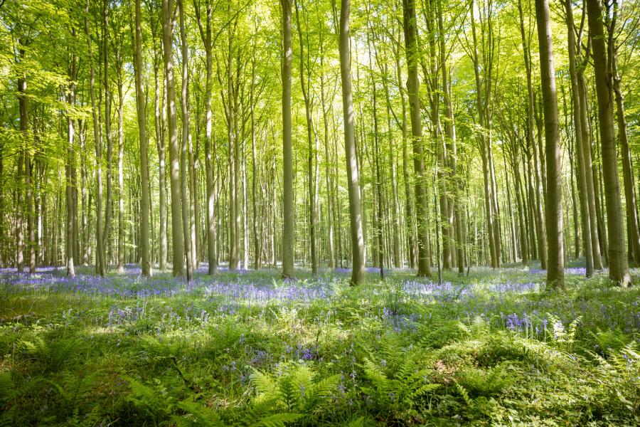 Hallerbos