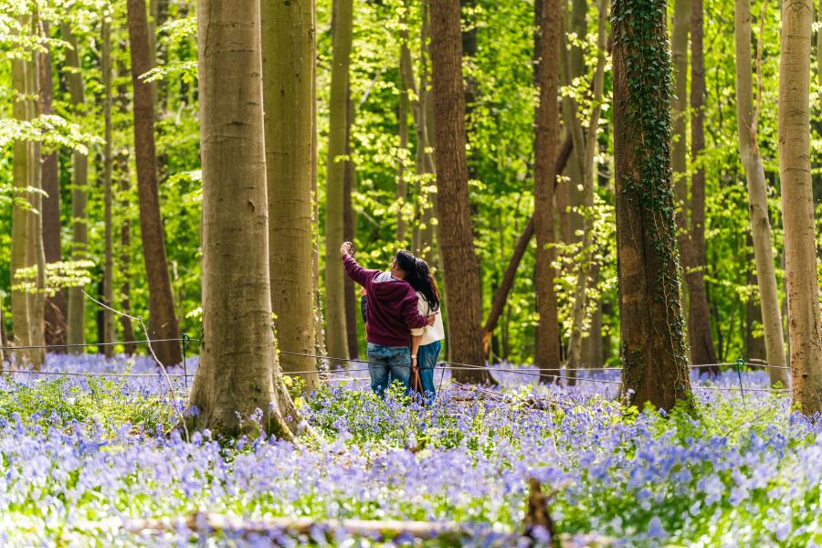 Hallerbos (c) Layla Aerts