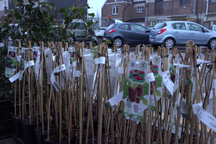 Planten haagplantactie