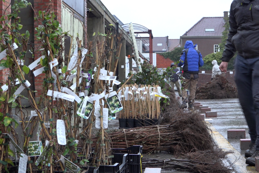Planten haagplantactie