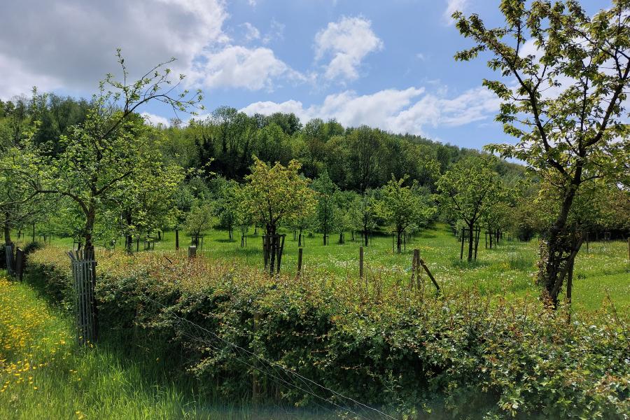 struiken en bomen