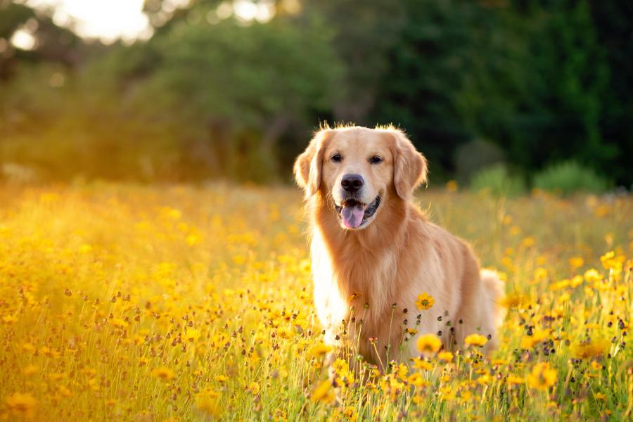 hond