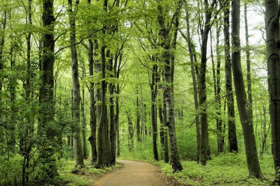 Samen naar het Hallerbos - wandelbuddy's gezocht! © huisvandeMens Halle