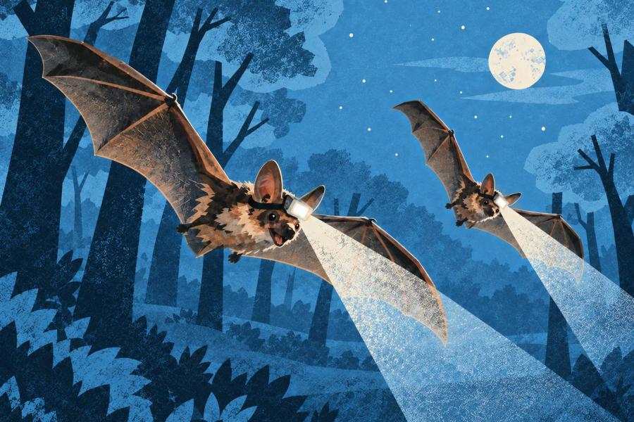 Nacht van de Duisternis in Halle © Nationaal Park Brabantse Wouden