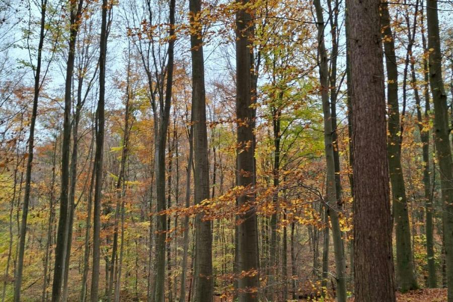 Stiltewandeling met Qigong © Tine Derick