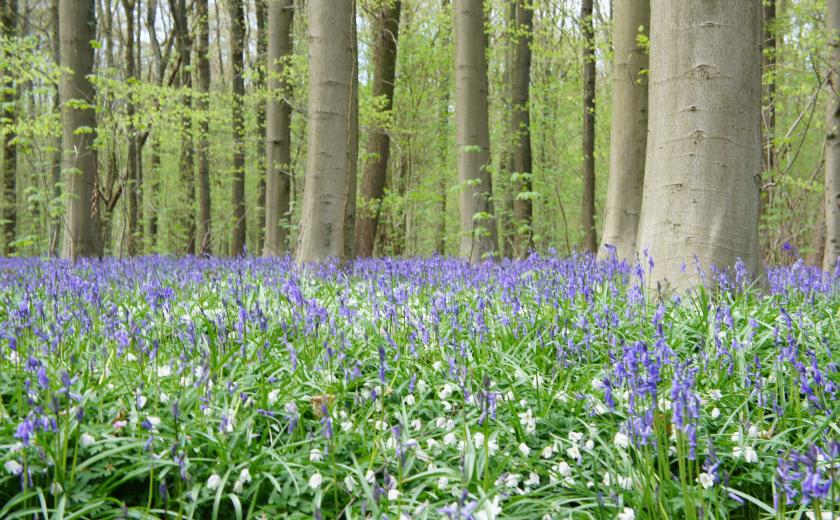 Hyacinten in het Hallerbos