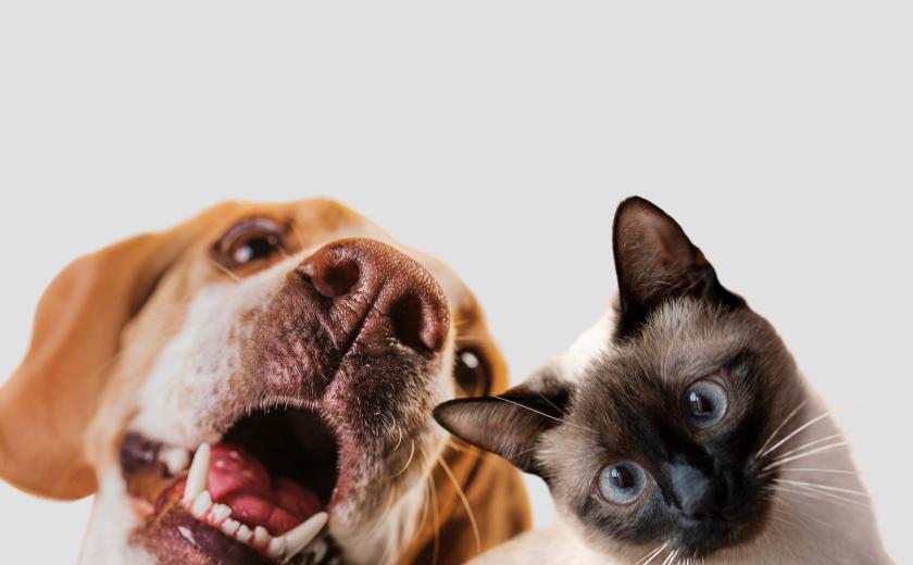 Kat en hond Image by Freepik