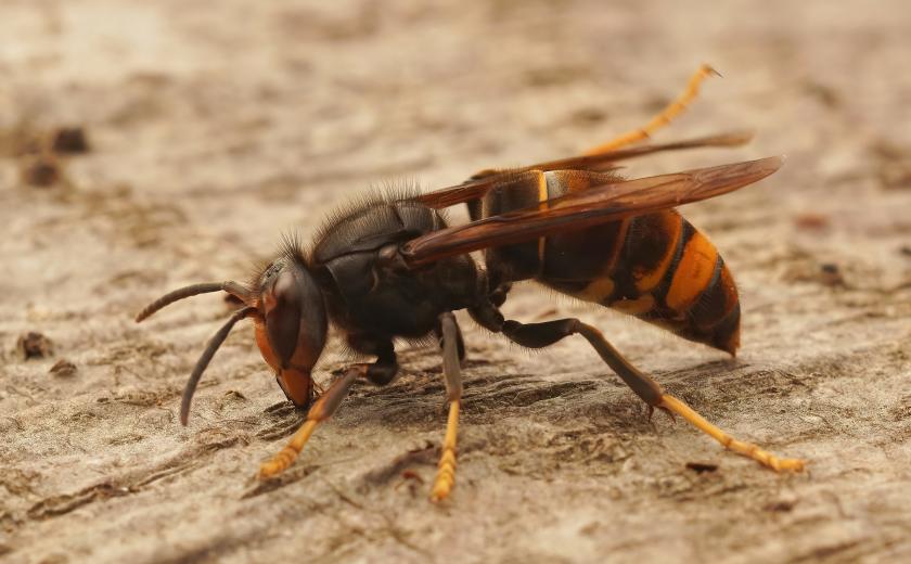 Aziatische hoornaar by Freepik