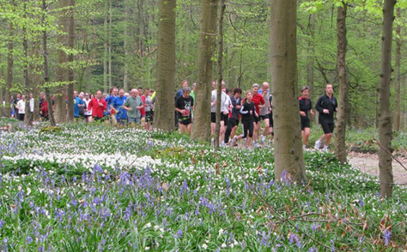 lopers in het Hallerbos