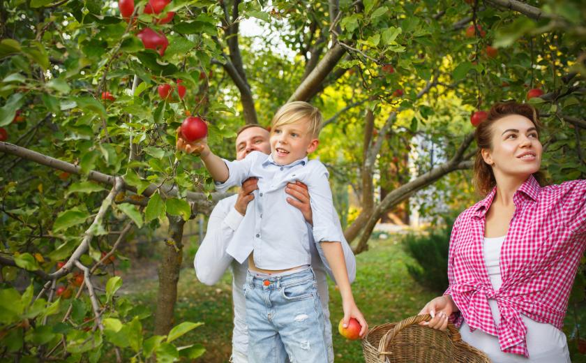 kind plukt samne met ouders appels (c)master 1305 on Freepik