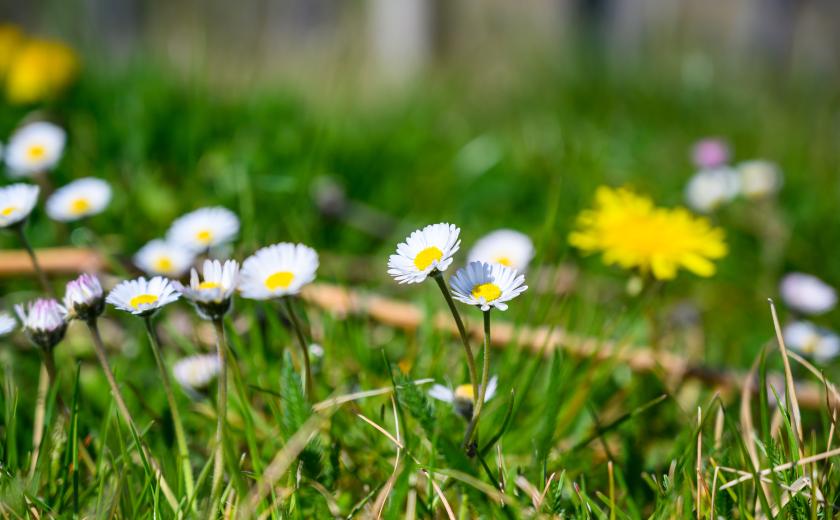 Gras met medeliefjes (c) Freepic