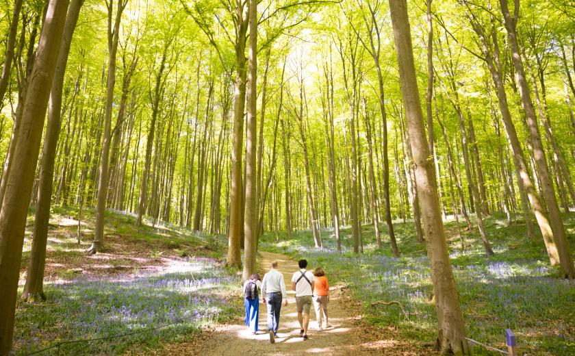 Toeristen in het Hallerbos (c)Layla Aerts